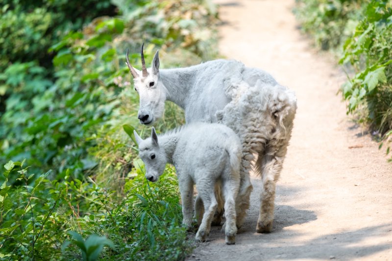 Mountain Goats of Spring