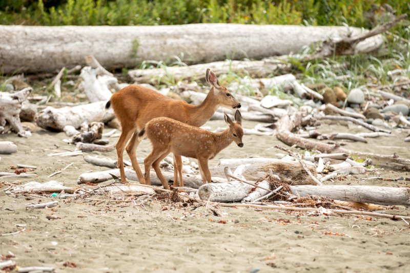 Beach Day for the Deers