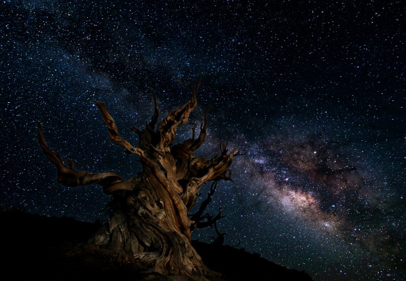 The Ancient Bristlecone and The Milky Way