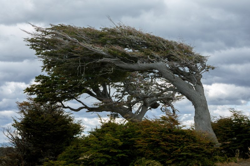 Flag Tree Ushuaia