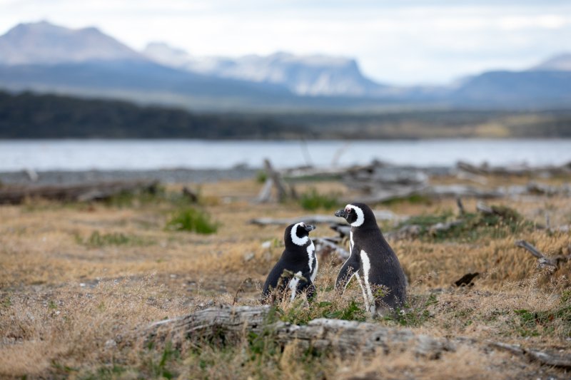 Love Birds in Patagonia