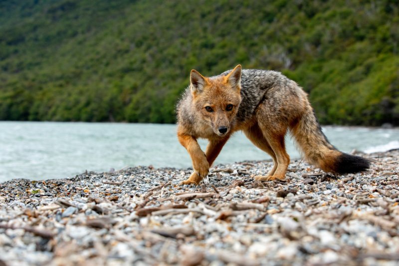 Ushuaia Island Fox