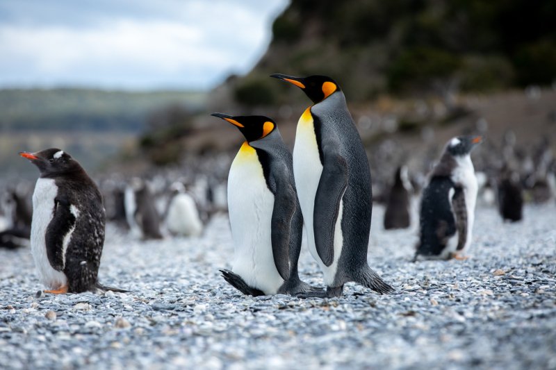 King Penguins in a Sea of Magallanes